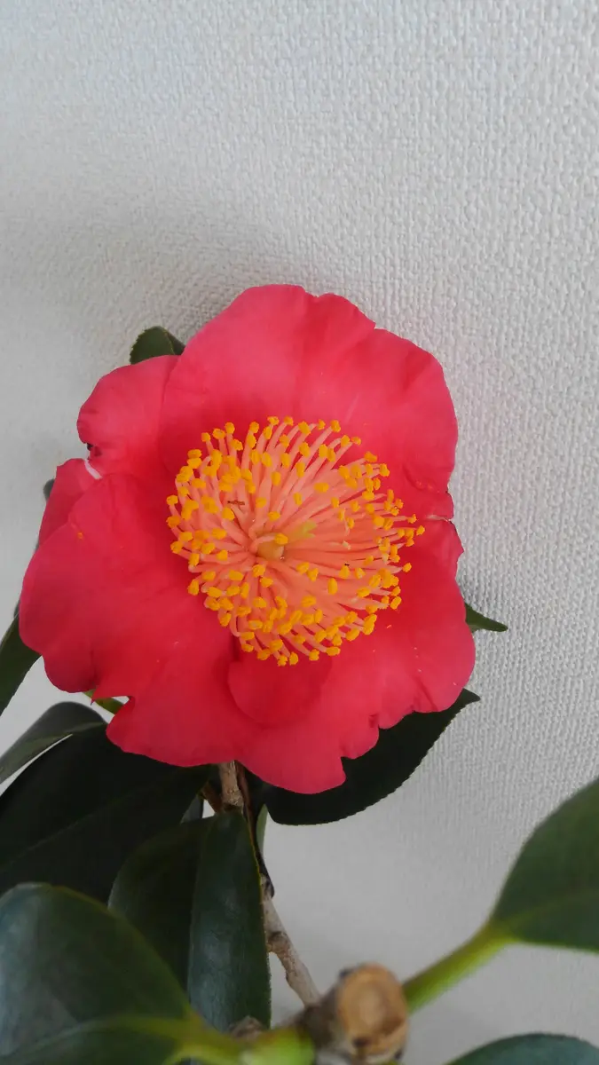 椿(肥後京錦)｜園芸日記byスバル｜みんなの趣味の園芸｜451659