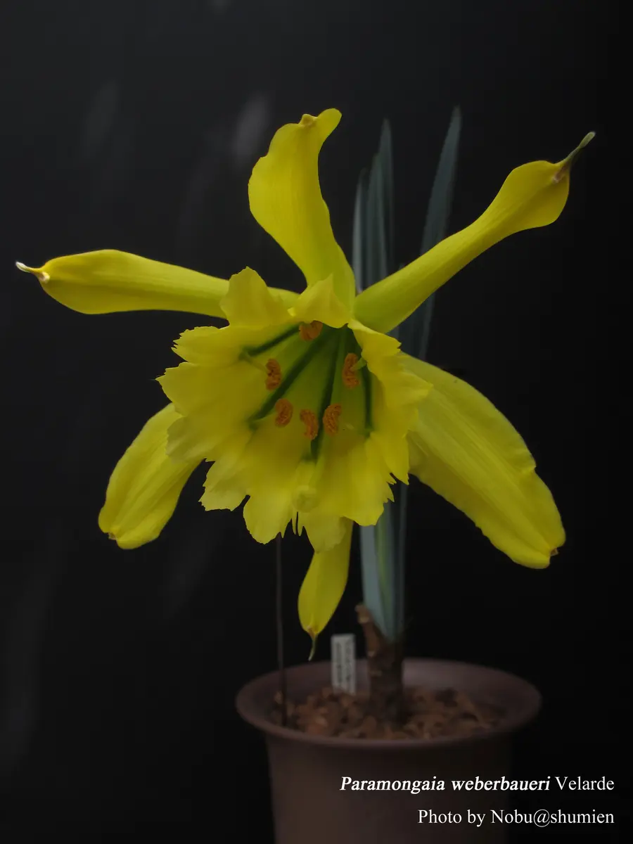 ノブさんの園芸日記-みんなの趣味の園芸