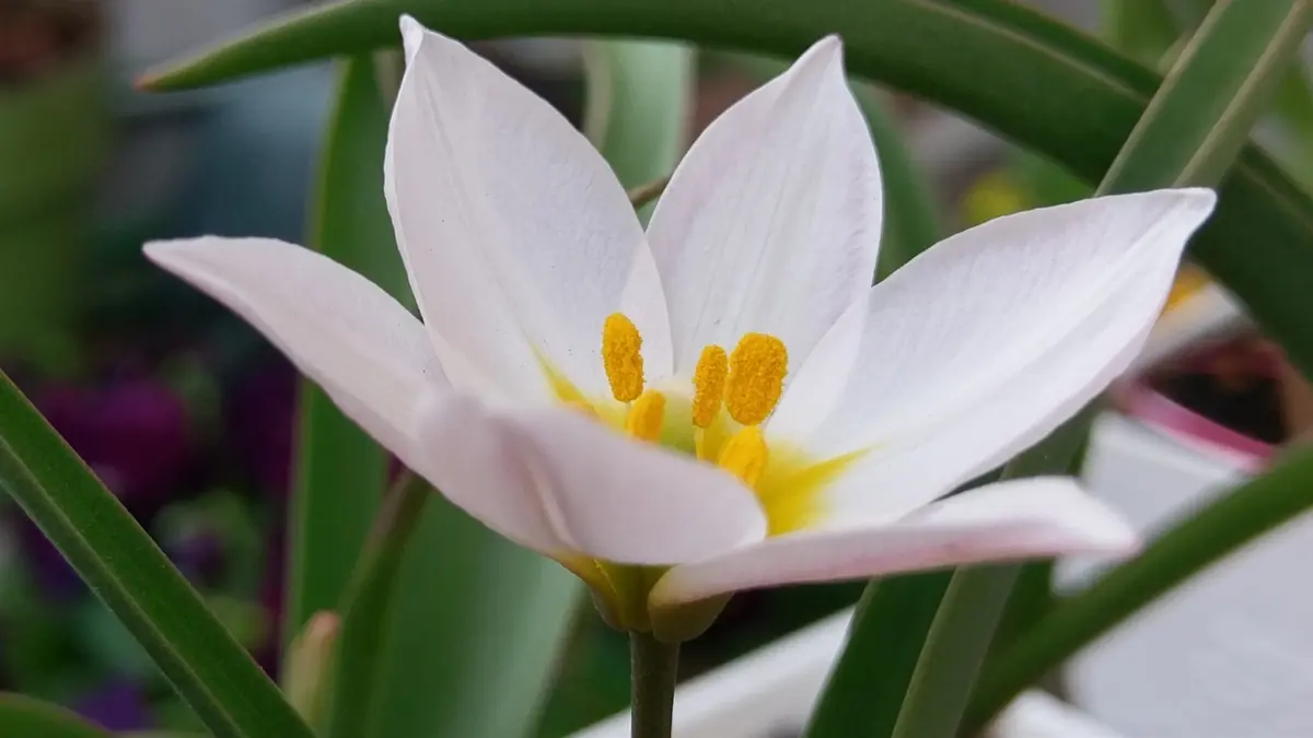 原種(系)チューリップ⑰の続き｜園芸日記byhetayoko｜みんなの趣味の