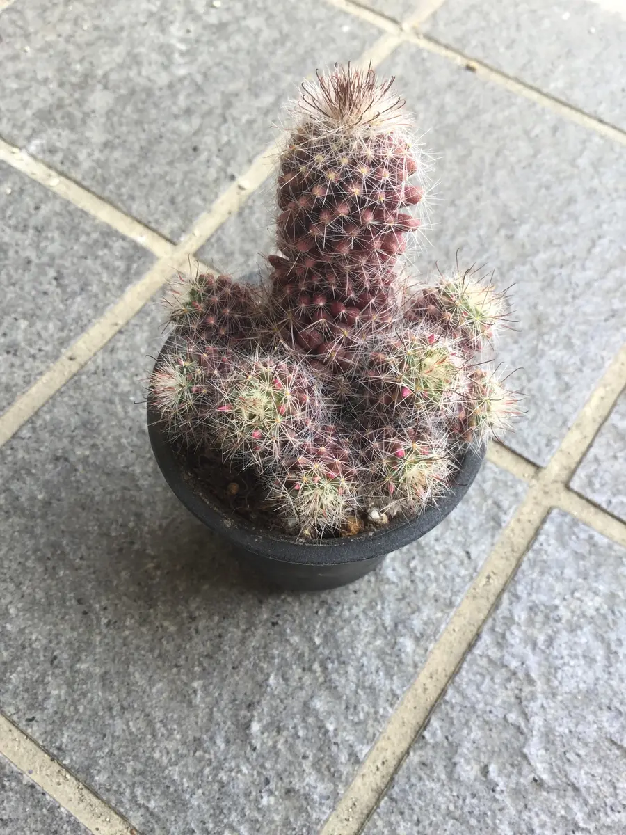 いつのまにか群生サボテン🌵｜園芸日記byツインズなな｜みんなの
