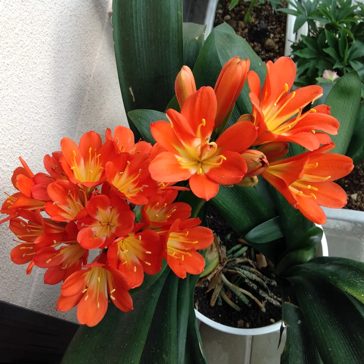 キルタンサス(オレンジ)等の開花｜園芸日記byれんげチャン｜みんなの