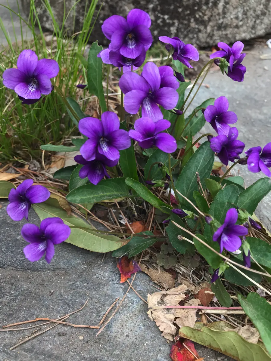 雑草？｜園芸日記byもふ.｜みんなの趣味の園芸｜456334