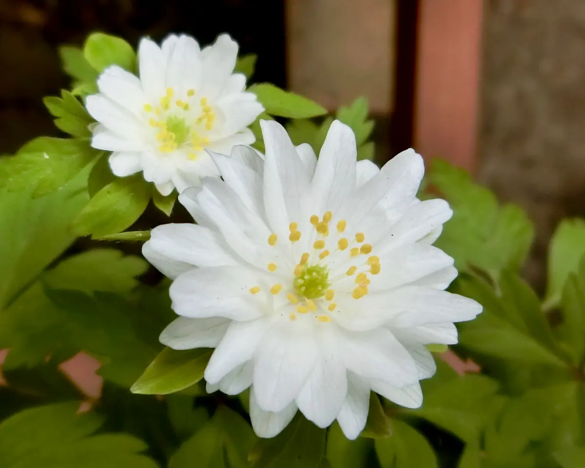 ハルオコシも満開♪｜園芸日記byネムネコ｜みんなの趣味の園芸｜456517