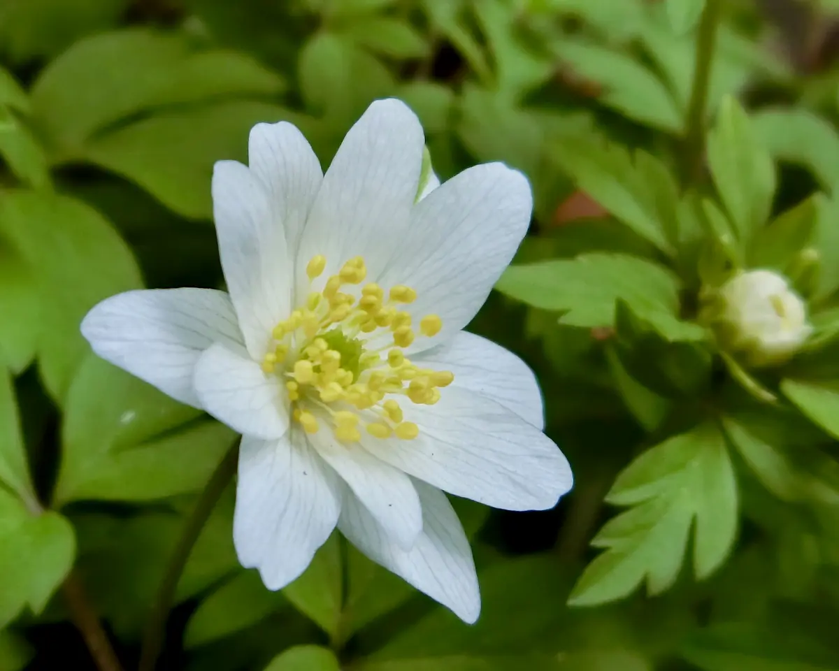 ハルオコシも満開♪｜園芸日記byネムネコ｜みんなの趣味の園芸｜456517