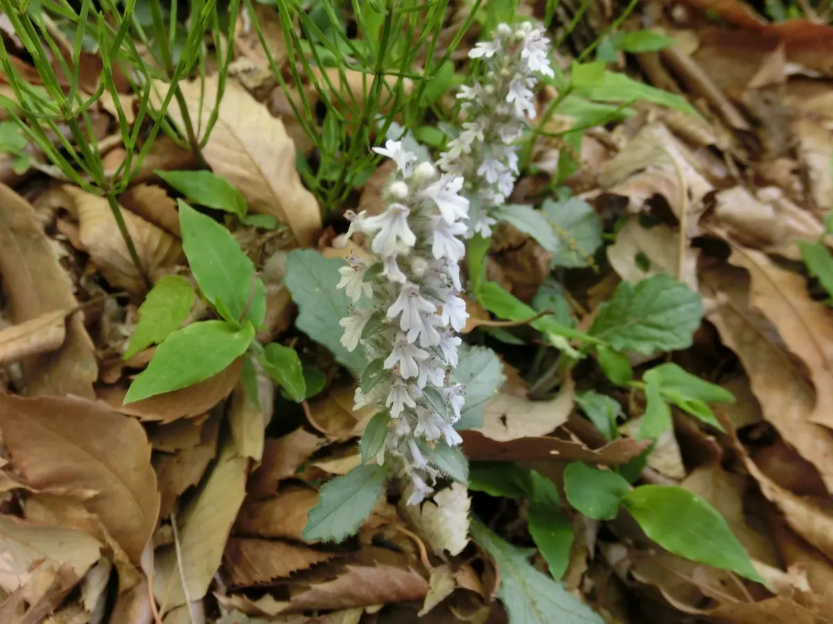 img_cache_d_456661_1_152342124