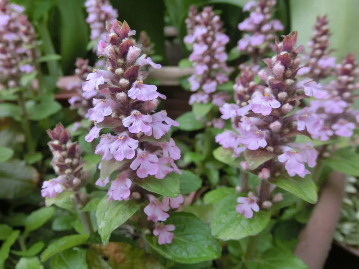 ジュウニヒトエとアジュガとキランソウ｜園芸日記byミチクサ｜みんなの