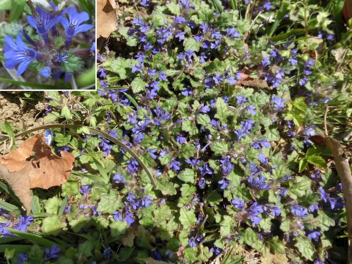 ジュウニヒトエとアジュガとキランソウ｜園芸日記byミチクサ｜みんなの