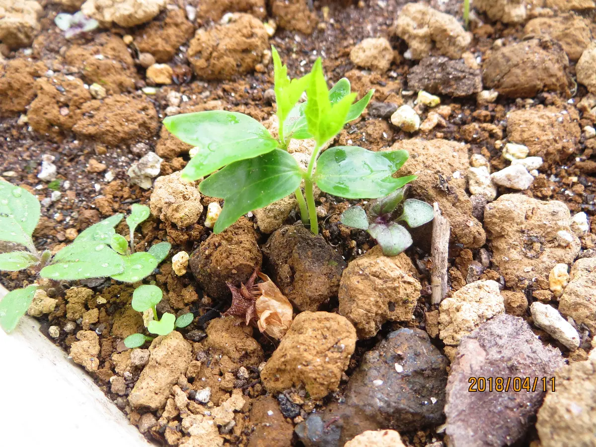 この双葉の先・・・｜園芸日記byブラックベリー｜みんなの趣味の園芸