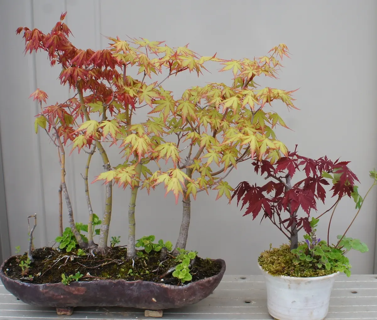 盆栽 イロハモミジ 寄せ植え 紅葉が楽しみ ヤマモミジ
