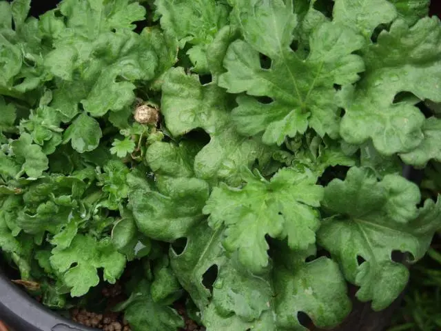 冬至芽への施肥｜園芸日記byらりこ｜みんなの趣味の園芸｜45698