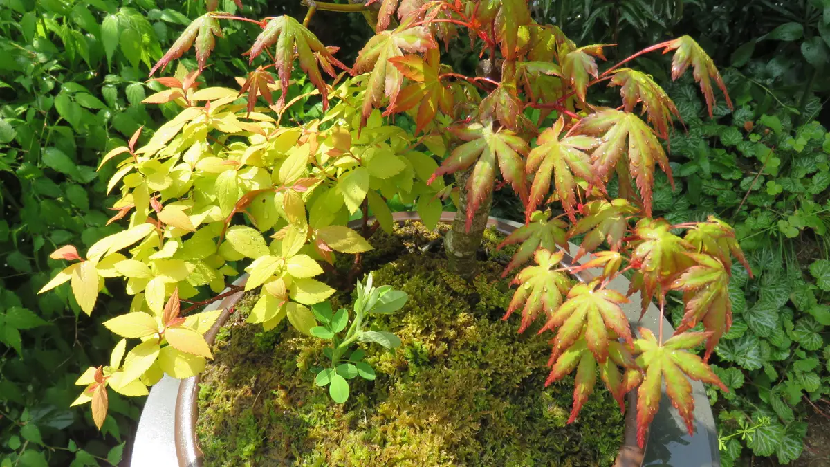 イロハモミジ寄せ植え(A)の今｜園芸日記byshinji70｜みんなの趣味の