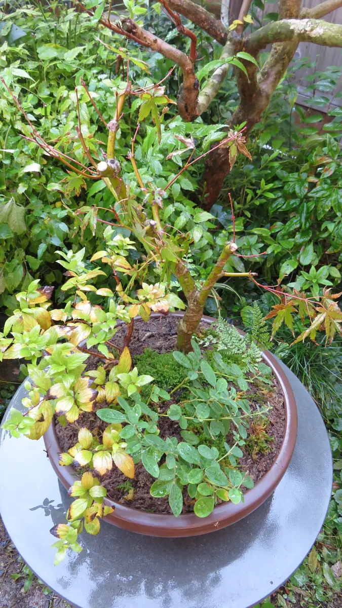 イロハモミジ寄せ植え(A)の今｜園芸日記byshinji70｜みんなの趣味の