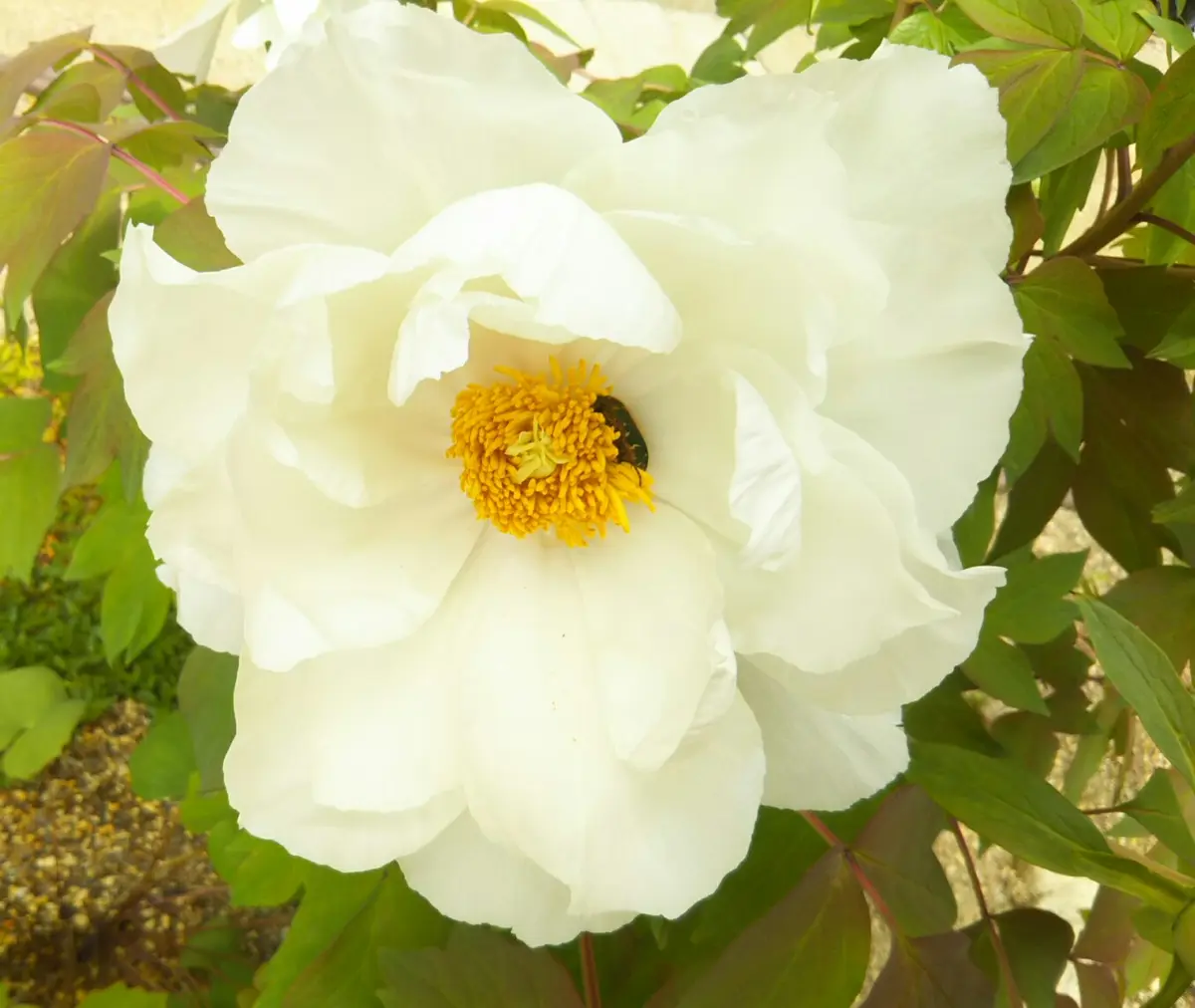 花重 京都 hanajyu - 牡丹鉢物販売 牡丹 連鶴 豪華多弁咲き 鉢ごと発送