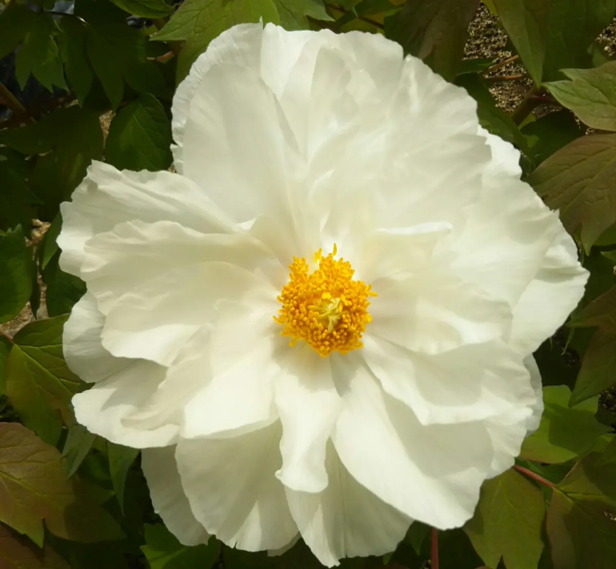 牡丹連鶴｜園芸日記byなめこふ｜みんなの趣味の園芸｜457067