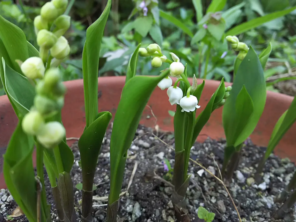 楽しみな蕾😆｜園芸日記byリンチャムジェイ｜みんなの趣味の園芸