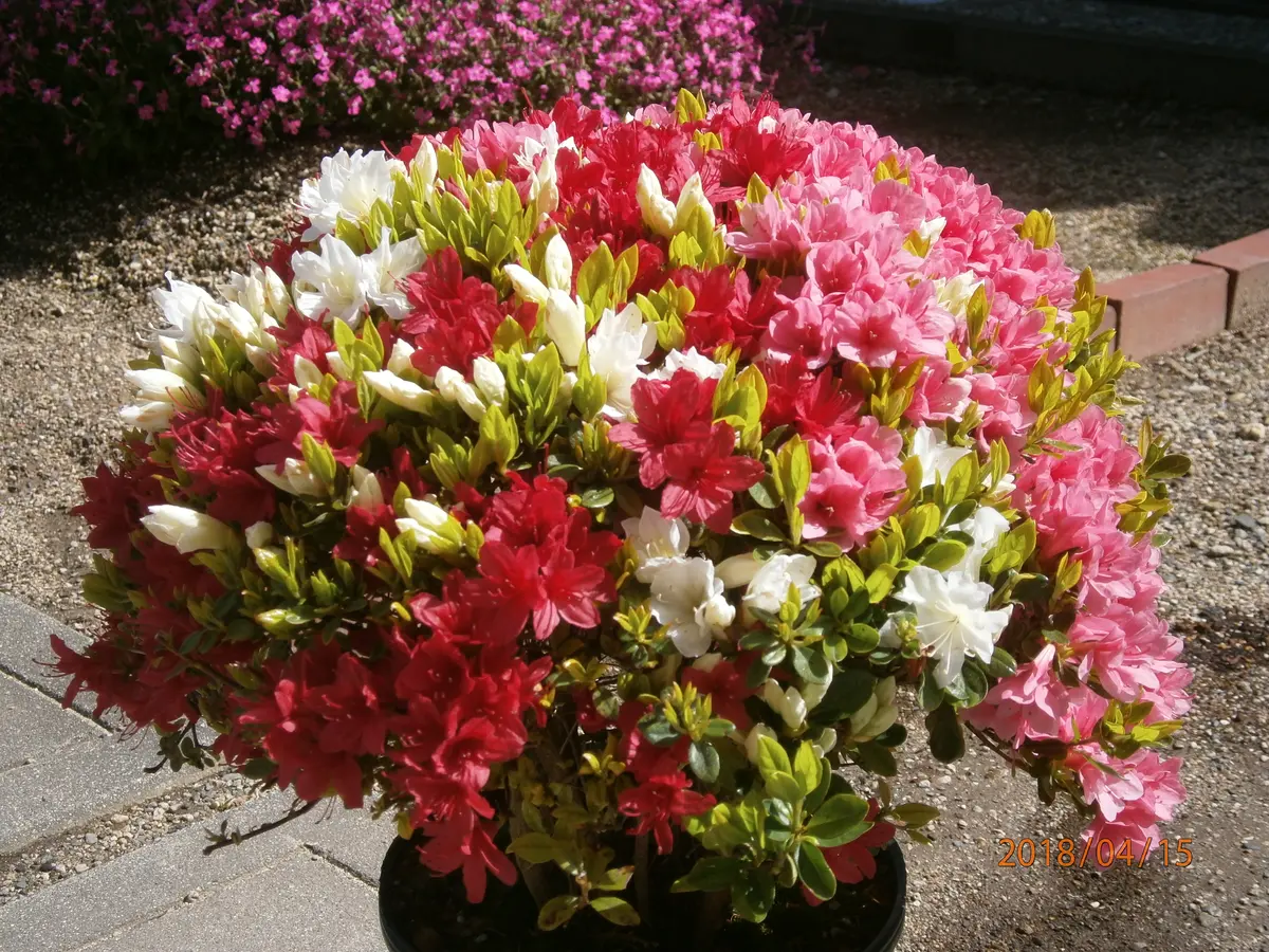 つつじの寄せ植えとスパニッシュ・フラメンコ｜園芸日記byｽﾊﾟﾆｯｼｭﾌﾗﾒﾝｺ