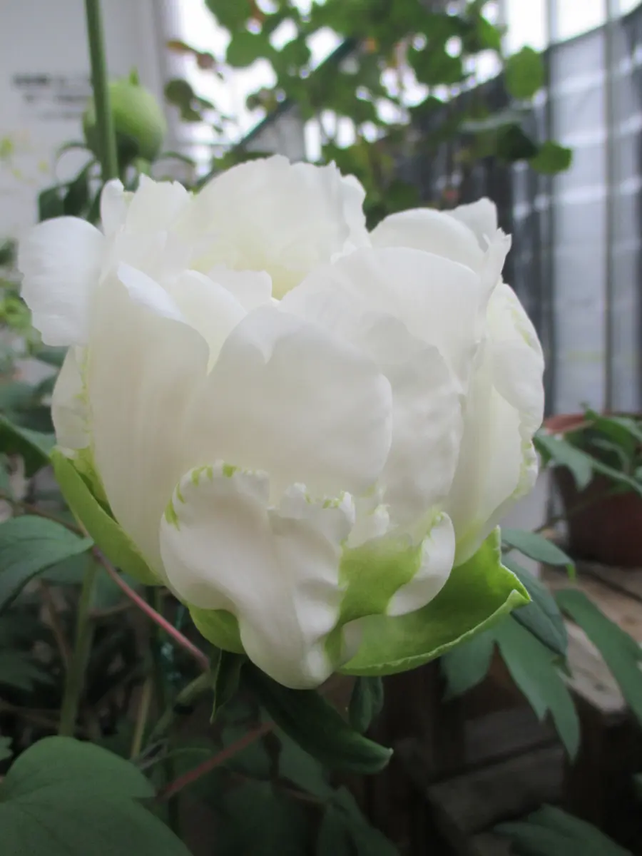 白牡丹が咲きました～🎶｜園芸日記by四季彩｜みんなの趣味の園芸｜458158