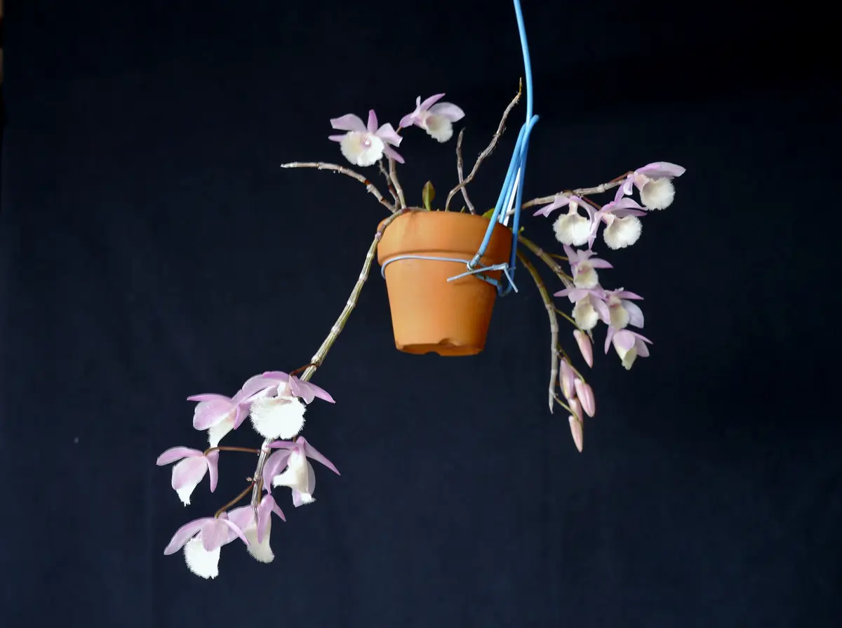 ピエラルディー img_cache_d_459043_1_152401330