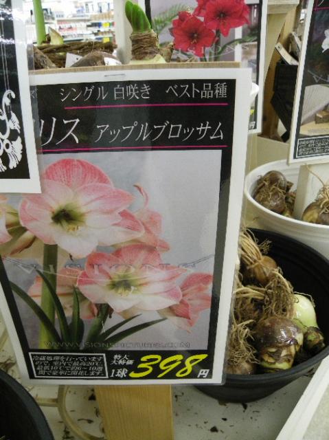 アマリリス・アップルブロッサム｜園芸日記by富山昌克（トミー