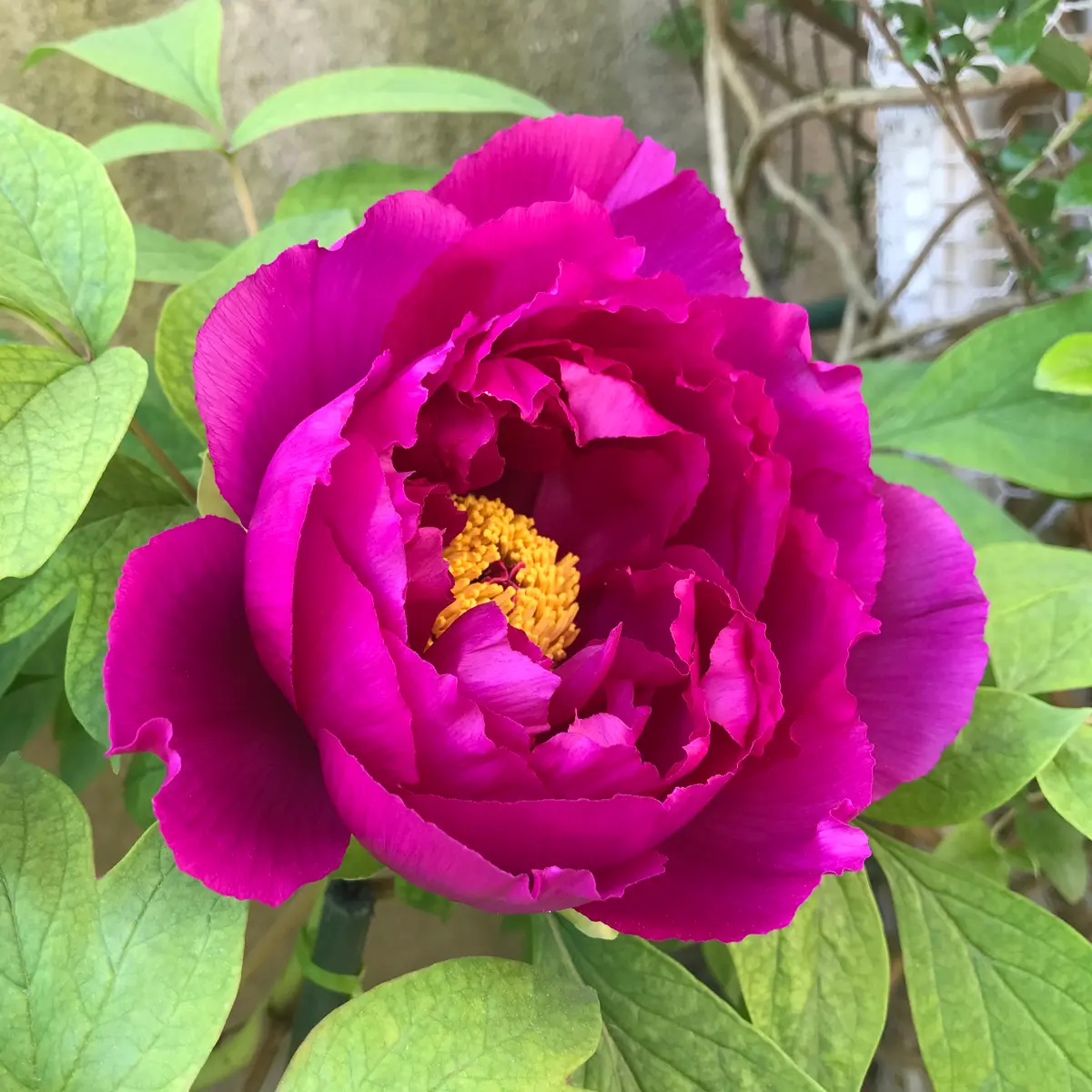牡丹「島大臣」❣️｜園芸日記by八千代椿｜みんなの趣味の園芸