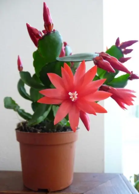 多肉植物 イースターカクタス オレンジ 鳩座 Puna プナ | plants MARU ー 多肉植物・サボテン・園芸グッズの