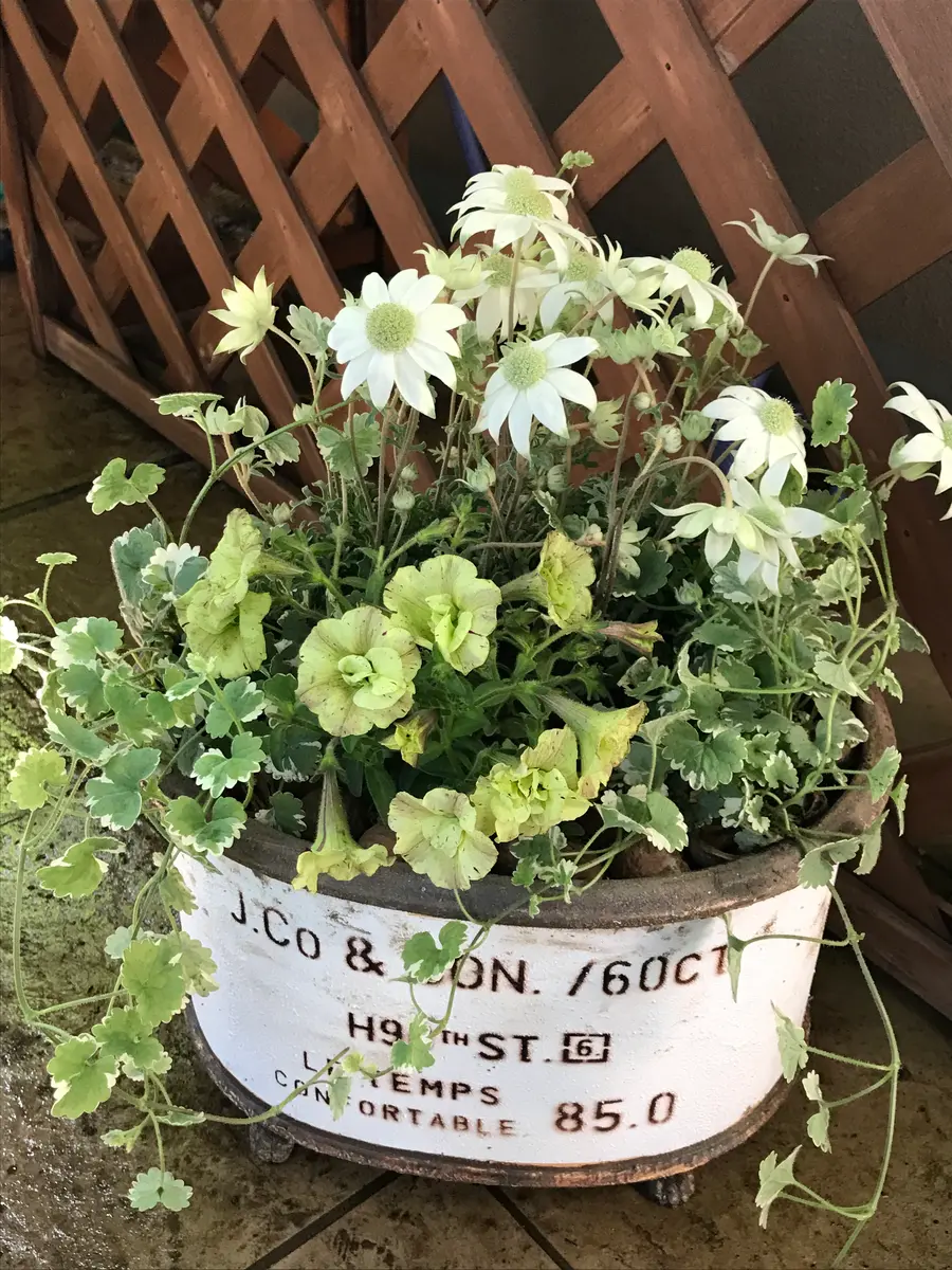 ★大人気商品★ フランネルフラワーの寄植え｜園芸日記byモンジャルダン その他