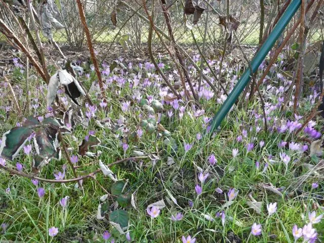 イイズナ｜園芸日記by小春｜みんなの趣味の園芸｜46082
