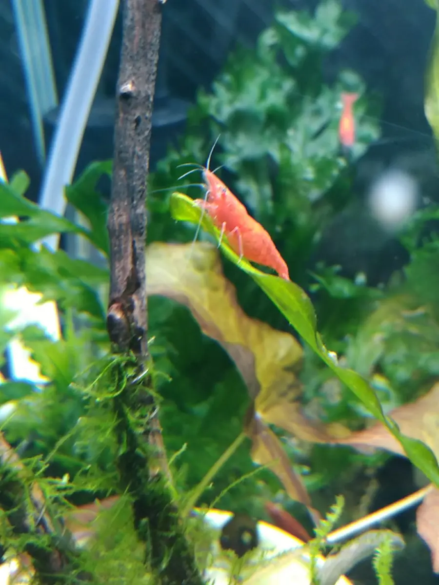 お家で、カワイイ　えびちゃん（レッドビーシュリンプ）を飼ってみませんか？ お家で、カワイイ えびちゃん（レッドビーシュリンプ）を飼ってみませ