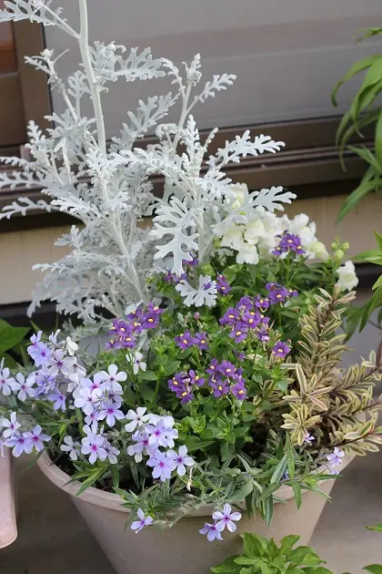最安値級価格 寄せ植えの日記一覧|雪媛さんの園芸日記-みんなの趣味の園芸 フラワー・リース