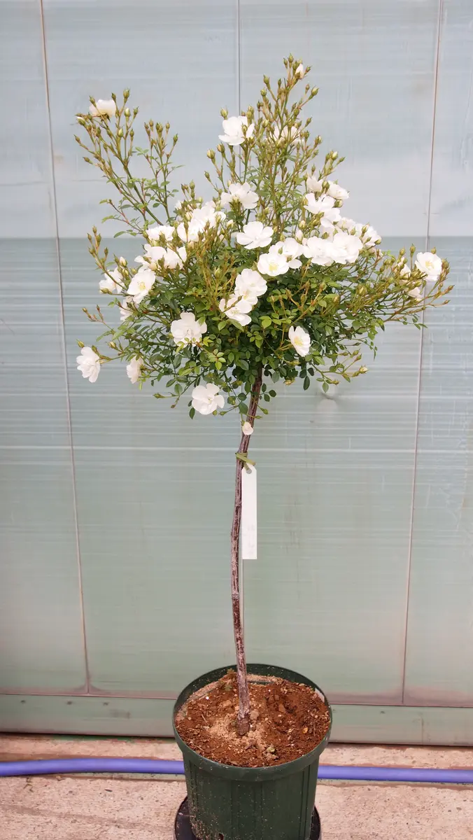 専用 ミニバラ ホワイト 雪 ほふく性 花苗 ミニバラ ホワイト 雪