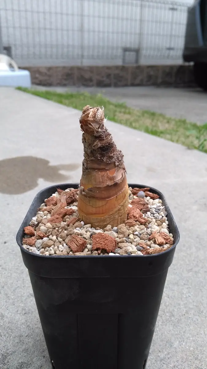 ブーファン・ディスティカ、植え付け｜園芸日記by芋焼酎｜みんなの趣味