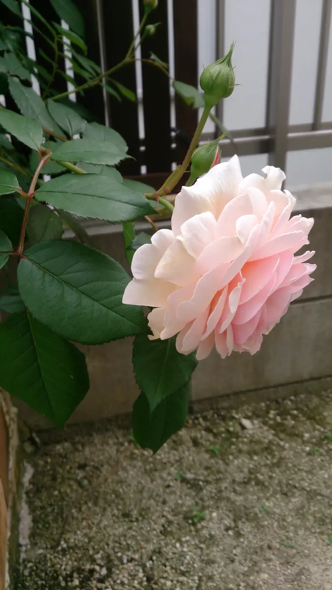ア・シュロップシャイア・ラドは頭でかすぎ｜園芸日記byKito｜みんなの