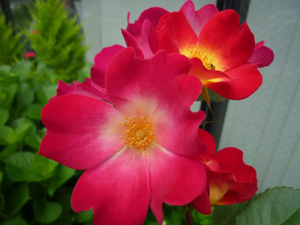 人気便利グッズ コクテールが開花しました｜園芸日記byshinwa18｜みんなの趣味の 衣類ハンガー