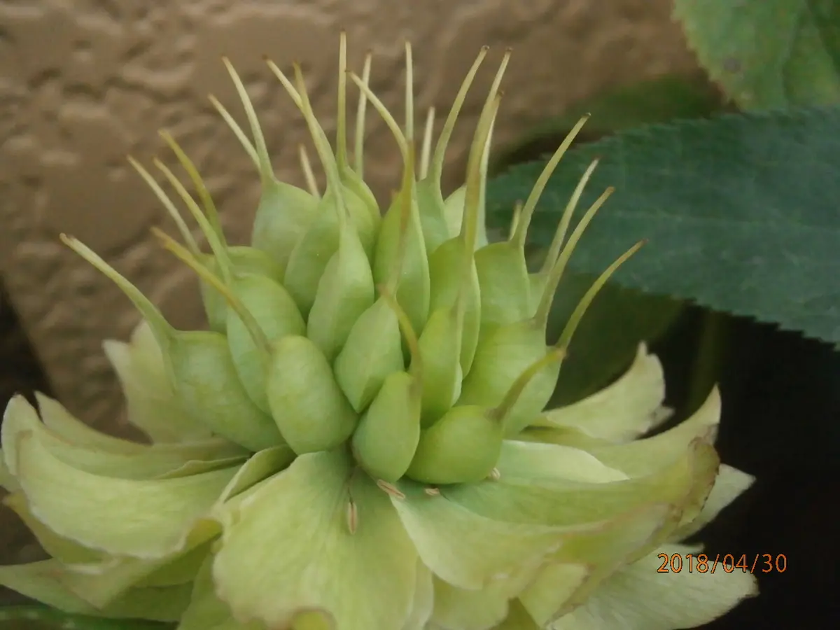 乙女咲の日記一覧|みゆきさんの園芸日記-みんなの趣味の園芸