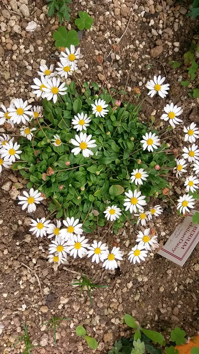 mお花になります(^^)ペビリアンデージー ペビリアンデージー 寄せ植え 花苗通販 Garden Frais