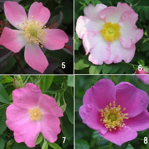 花形いろいろ 一重咲き｜園芸日記by有島 薫｜みんなの趣味の園芸