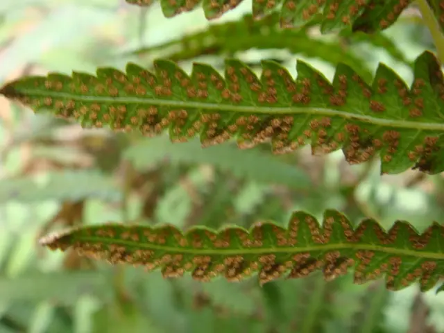 シダ植物!|園芸日記byrider1|みんなの趣味の園芸|46415 シダ植物!|園芸日記byrider1|みんなの趣味の園芸|46415
