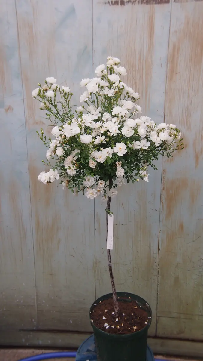 スタンダード仕立てのバラです｜園芸日記by種蒔き病人｜みんなの趣味の