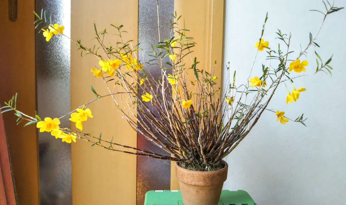 姫竹葉セッコク｜園芸日記bymartha｜みんなの趣味の園芸｜465190