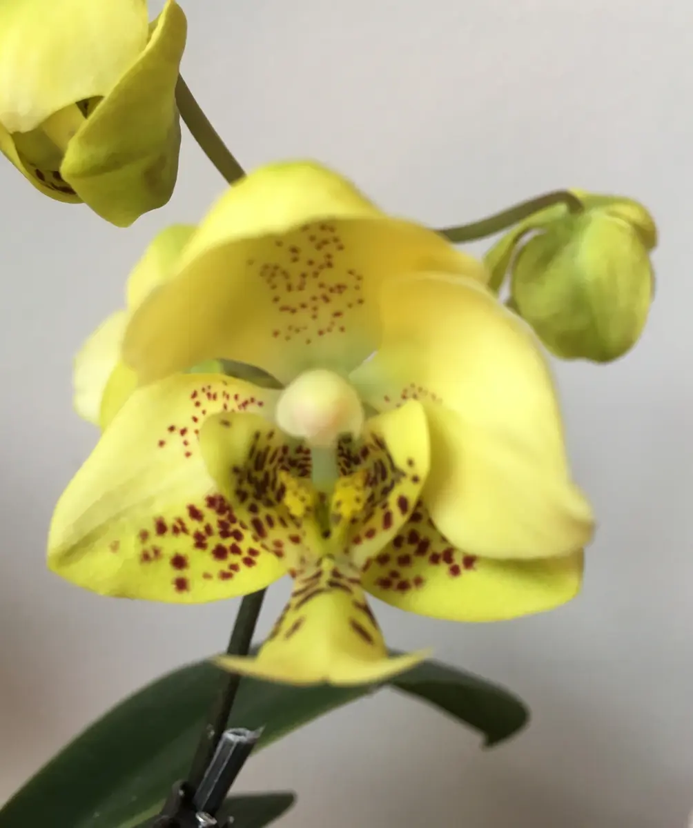 Phal.stuartiana.nblsの日記一覧|mo'moさんの園芸日記-みんなの趣味の園芸