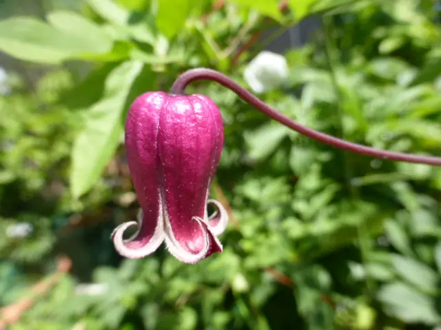セツブンソウ 八重咲き 大輪花 （我が家の「キンポウゲ科」の花 