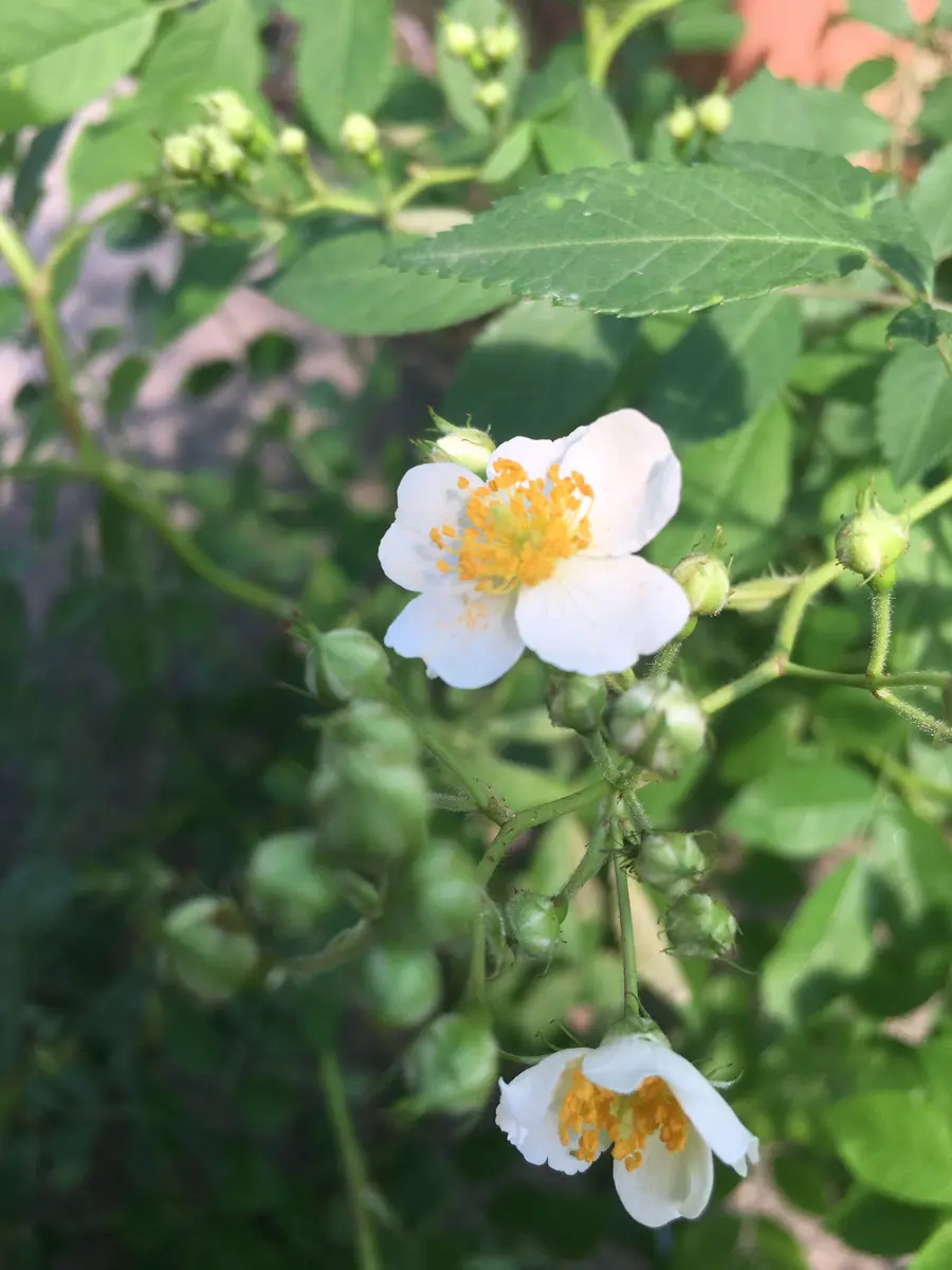 野ばらが咲いたよ🌹｜園芸日記byHerb&Rose｜みんなの趣味の園芸