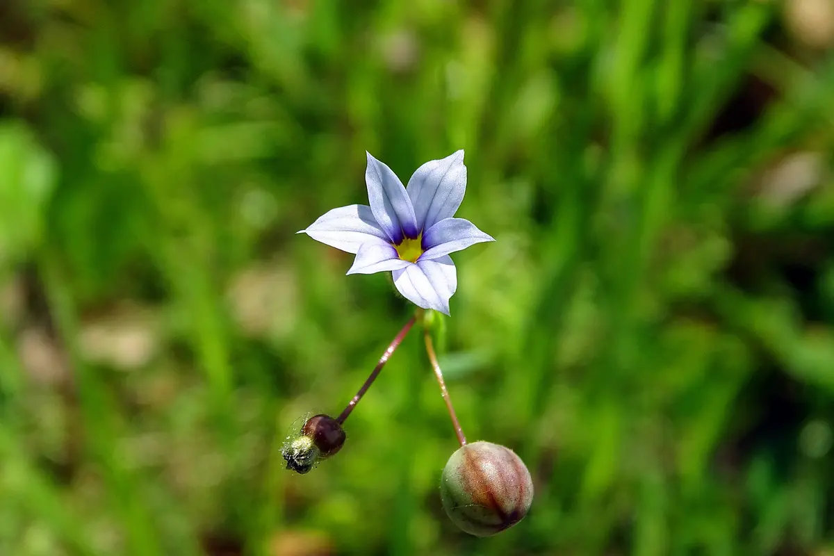 ニワゼキショウは奥が深い(((uдu*)｜園芸日記byKite.com｜みんなの