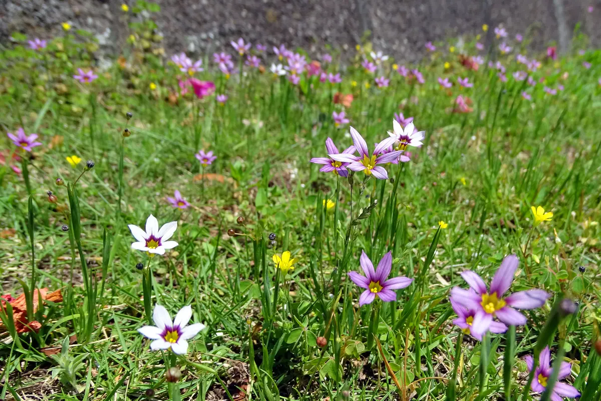 ニワゼキショウは奥が深い(((uдu*)｜園芸日記byKite.com｜みんなの