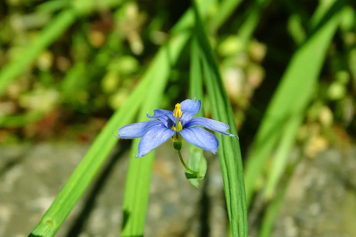ニワゼキショウは奥が深い(((uдu*)｜園芸日記byKite.com｜みんなの