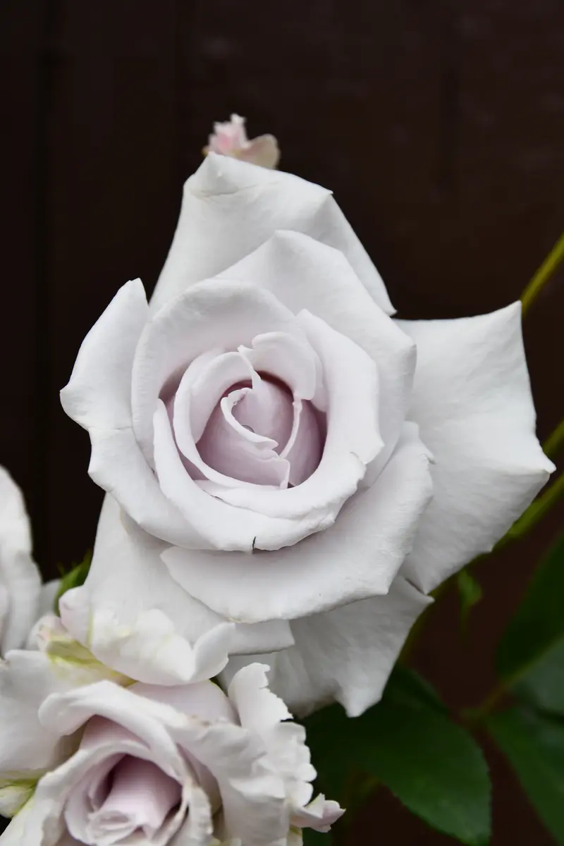 薔薇の名前(´86仏/伊/西独)