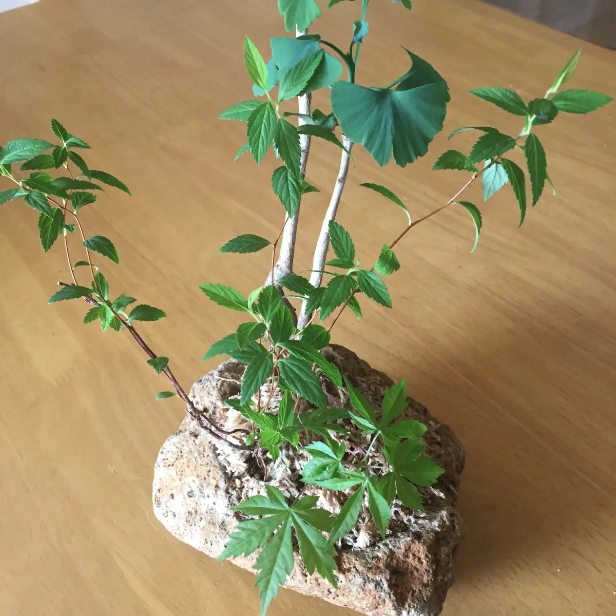 ミルク缶大サイズ☆猫と多肉ハウス☆リメイク缶リメイク鉢リメ鉢多肉