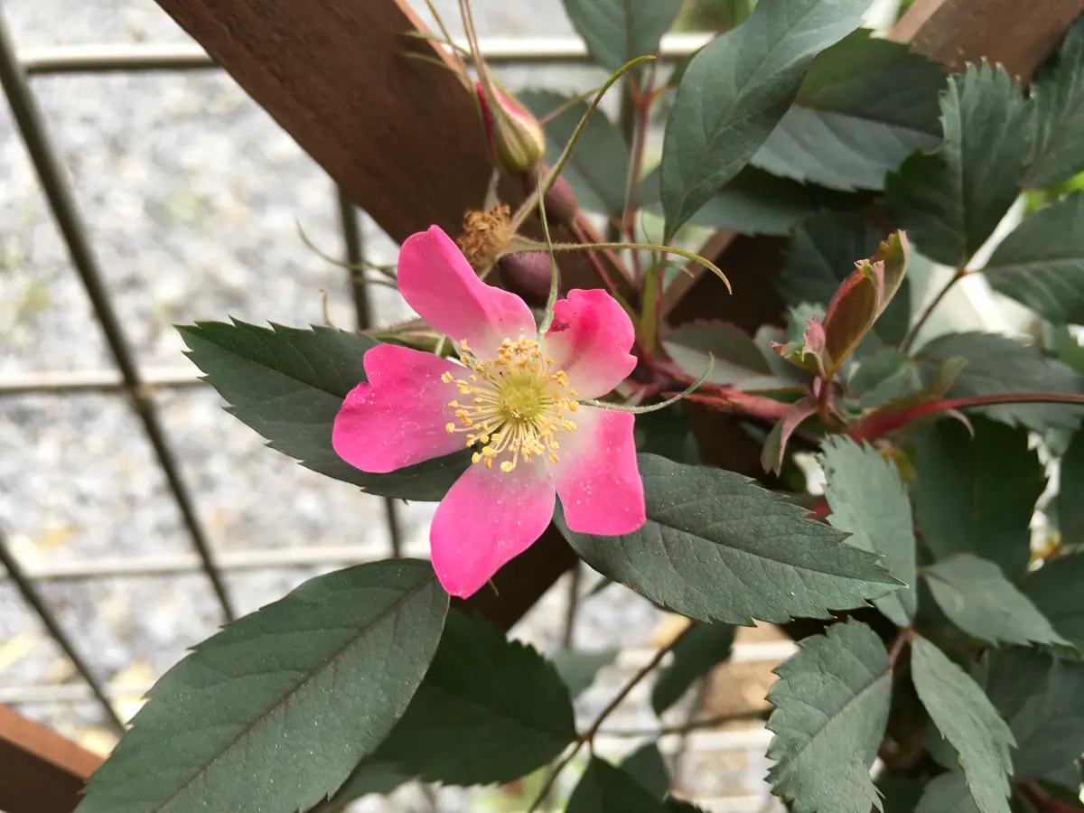 ロサルブリフォリアの日記一覧|ピンクペッパーさんの園芸日記-みんなの