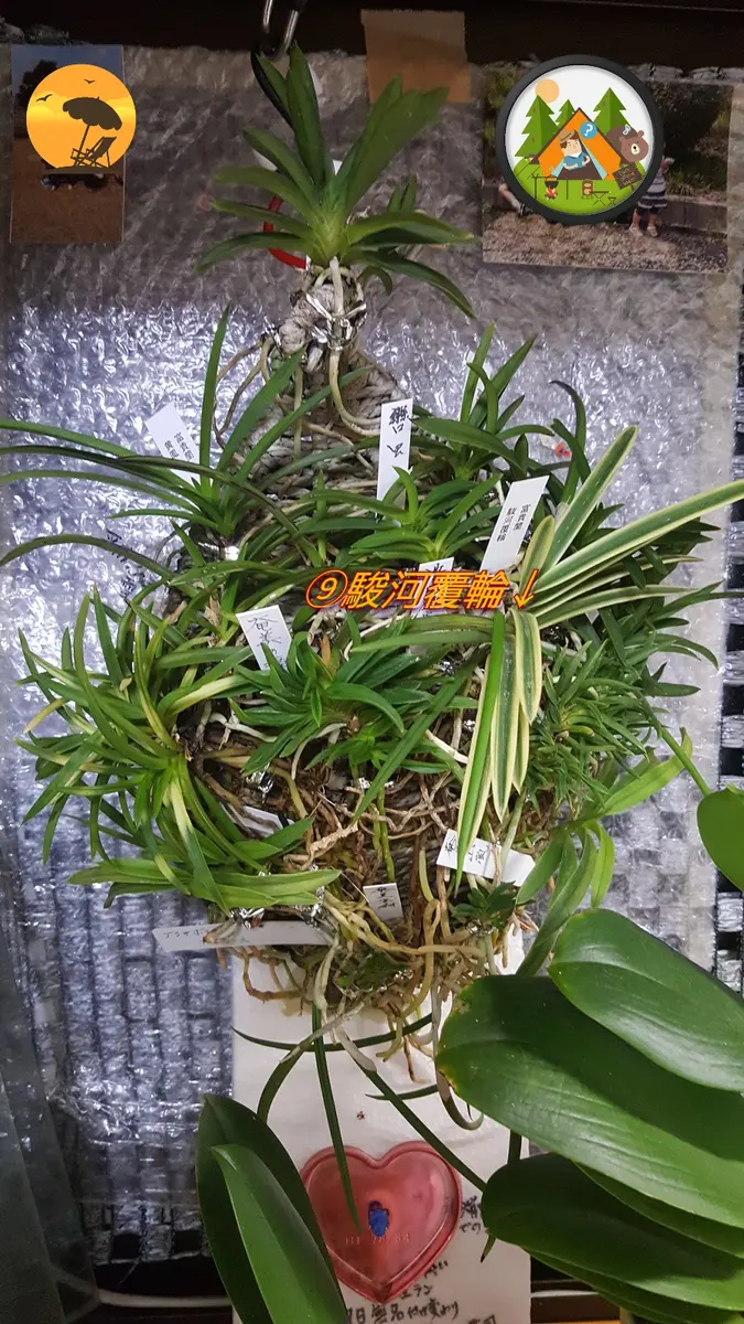 平成30年富貴蘭群生⑨駿河覆輪の現状｜園芸日記by凛桜ﾊﾟﾊﾟ｜みんなの