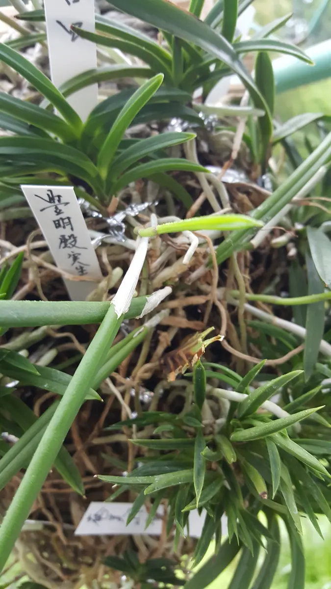 富貴蘭、天恵覆輪の群生(30弱あります) 平成30年富貴蘭群生⑨駿河覆輪の現状｜園芸日記by凛桜ﾊﾟﾊﾟ｜みんなの
